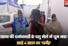 Haryana Cattle Fair: हरियाणा की धर्मनगरी के पशु मेले में धूम मचा रहा साढ़े 4 साल का 'धर्मेंद्र', रोजाना पीता है 5 लीटर दूध