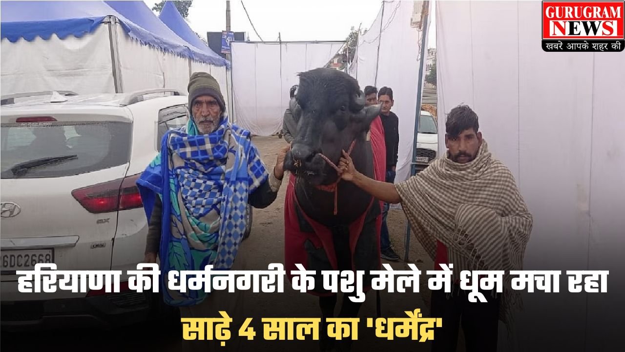 Haryana Cattle Fair: हरियाणा की धर्मनगरी के पशु मेले में धूम मचा रहा साढ़े 4 साल का 'धर्मेंद्र', रोजाना पीता है 5 लीटर दूध