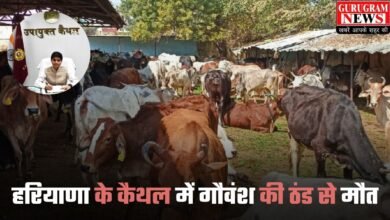 Haryana News: हरियाणा के कैथल में गौवंश की ठंड से मौत, डीसी ने बनाई निगरानी कमेटी