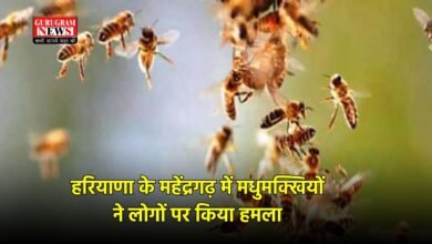 HARYANA bees attecks