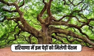 Tree Pension: हरियाणा में इन पेड़ों को मिलेगी पेंशन, फटाफट करें आवेदन