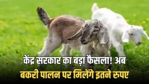 Goat Farming: केंद्र सरकार का बड़ा फैसला! अब बकरी पालन पर मिलेंगे इतने रुपए