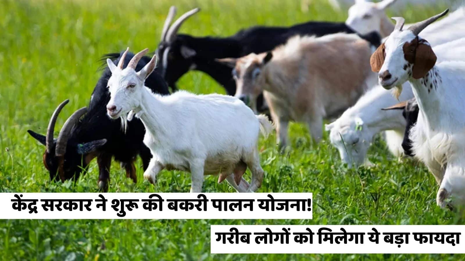 Goat Farming Scheme