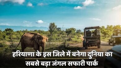 Haryana: The world's largest jungle safari park will be built in this district of Haryana, know what will be special in it?