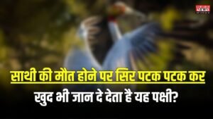 GK Quiz: साथी की मौत होने पर सिर पटक पटक कर खुद भी जान दे देता है यह पक्षी?