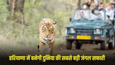 Haryana Jungle Safari: Haryana gets a big gift, world's largest jungle safari to be built on 10,000 acres, work has started