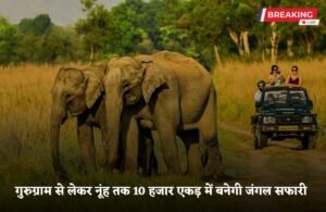 Gurugram News: गुरुग्राम से नूंह तक अरावली में 10 हजार एकड़ में बनेगी जंगल सफारी, जल्द शुरू होगा काम, दो महीने में बनेगा डीपीआर