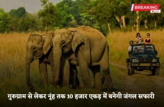 Jungle Safari will be built in 10 thousand acres from Gurugram to Nuh