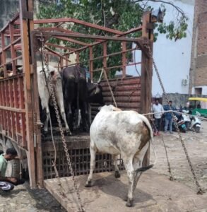 Gurugram News: सड़कों से हटाए 350 आवारा पशु, नगर निगम ने लगाया जुर्माना