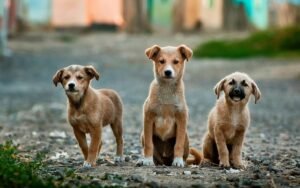 Stray Dogs गुरुग्राम में आवारा कुत्तों पर लगेगी लगाम! कुत्तों की होगी नसबंदी