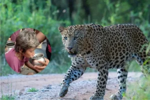 Rajasthan बहन के साथ जंगल में बकरी खोजने गया था मासूम, अचानक सामने आ गया लेपर्ड, जानिए फिर क्या हुआ?