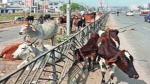 MCG Action : काम में लापरवाही बरतने पर निगम ने एजेंसी पर लगाया एक लाख का जुर्माना