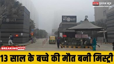 Gurugram News Tulip Violet