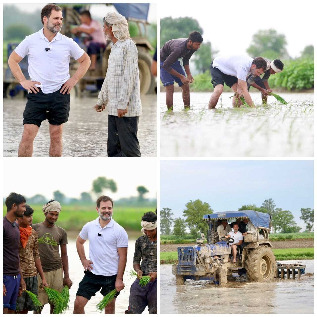 Rahul Gandhi Farming In Haryana