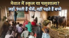 Cattle Class In Mewat