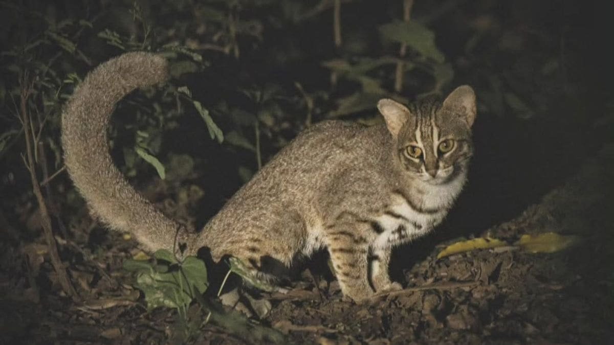 The Mysterious Cat-1