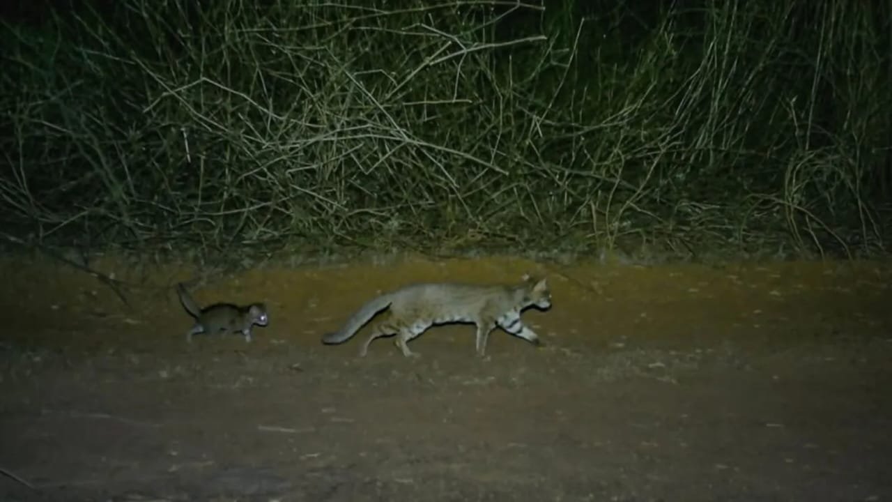 The Mysterious Cat-2