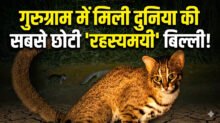 The Mysterious Cat