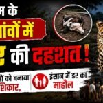 Gurugram के दो गांवों में तेंदुए का खौफ, आज पशुओं को बनाया शिकार कल इंसानों का हो सकता है नंबर !
