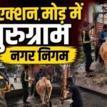 Gurugram Nagar Nigam का डबल एक्शन, अवैध इमारतों में तोड़फोड़-सीलिंग, बेसहारा पशुओं को सड़क से हटाना शुरु