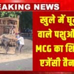 Stray Animals : खुले में घूमने वाले पशुओं पर MCG का शिकंजा, एजेंसी तैनात, डेयरी संचालकों को सख्त चेतावनी